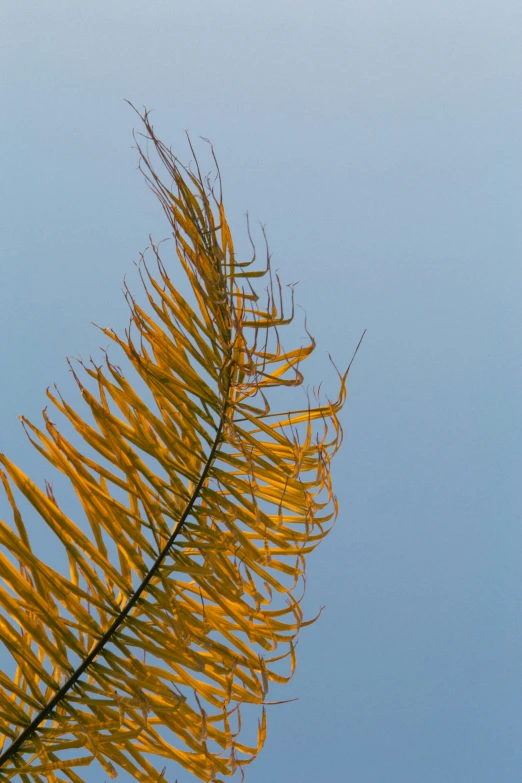 yellow leaves against blue sky with light clouds