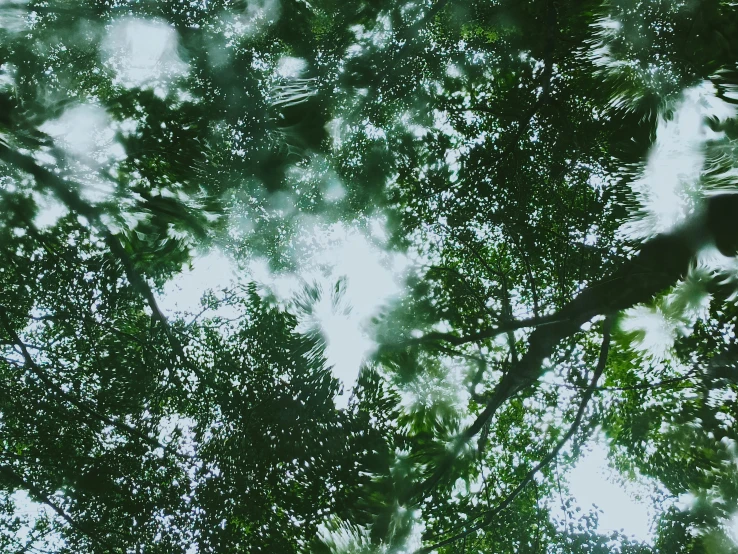 the green tree is reflected in the clear water