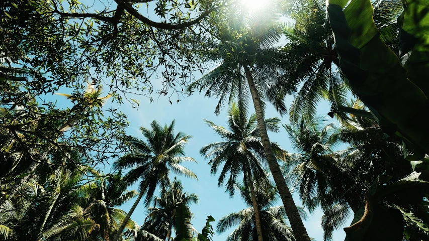 a picture looking up into the trees from a distance