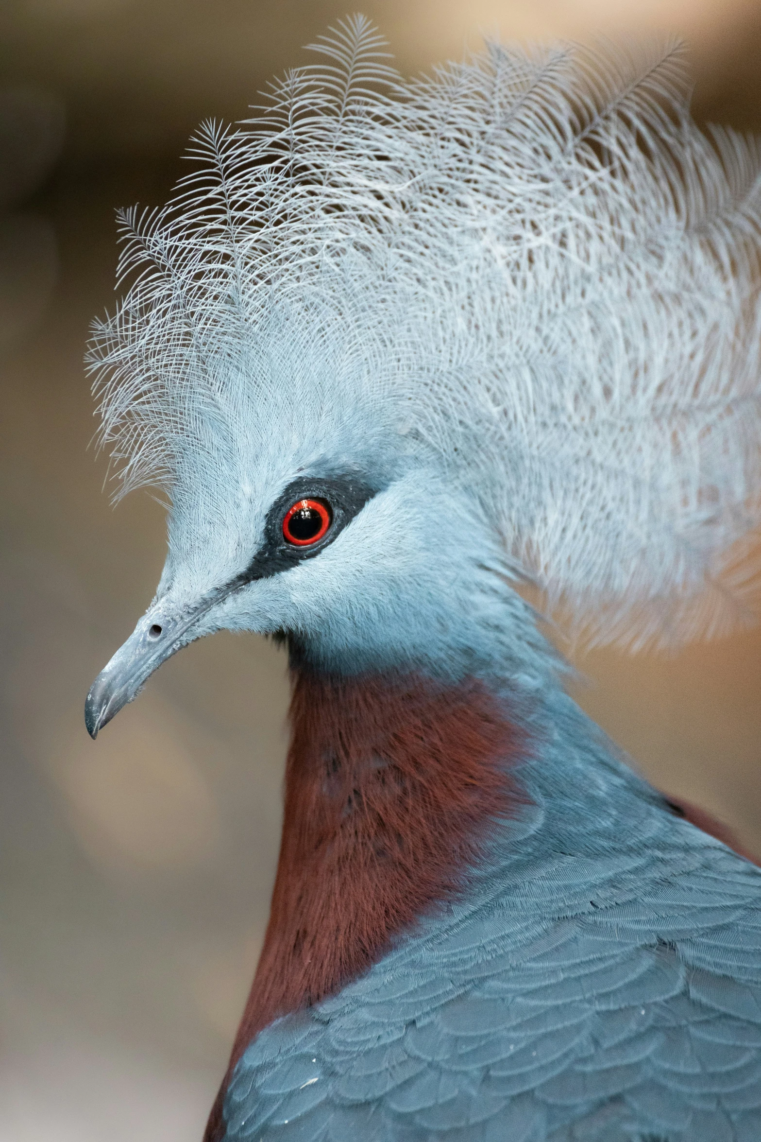 a bird with white hair and red eyes looking at soing