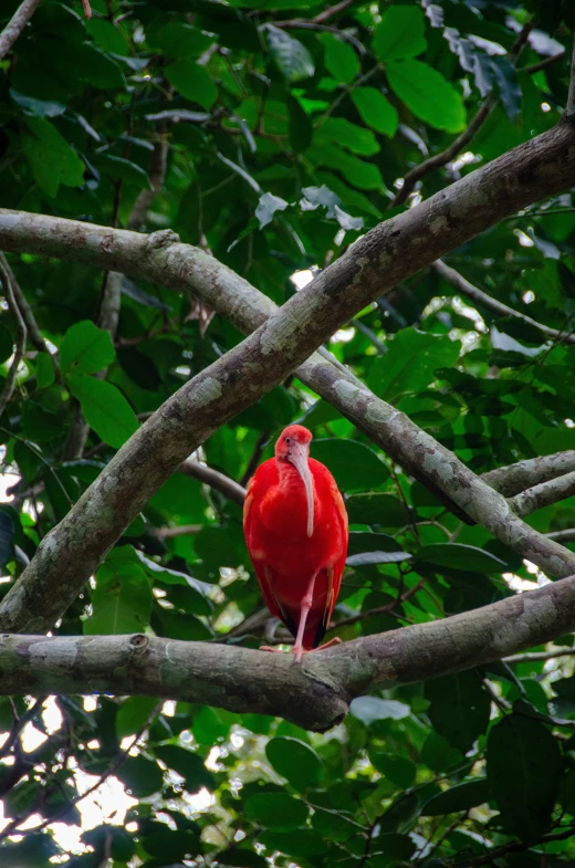 a red bird is perched in a tree