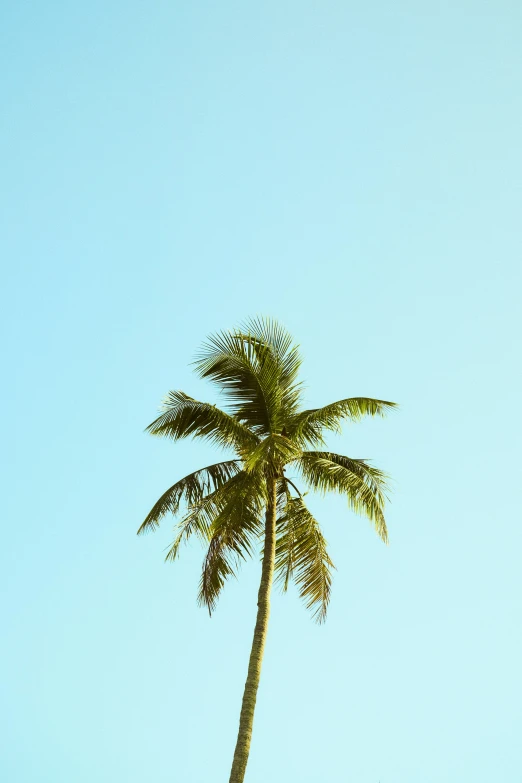 the palm tree is casting its shadow on the blue sky