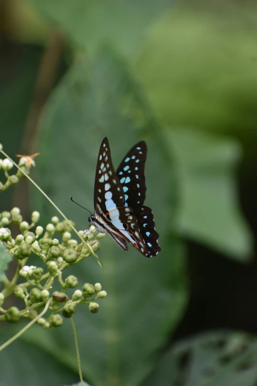 a erfly perched on top of a green plant