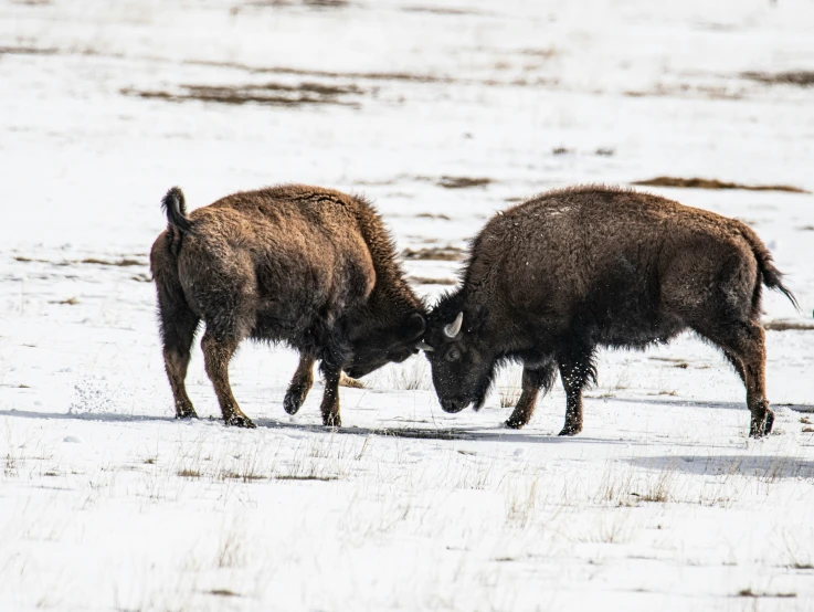 two brown cows standing on top of a snow covered ground