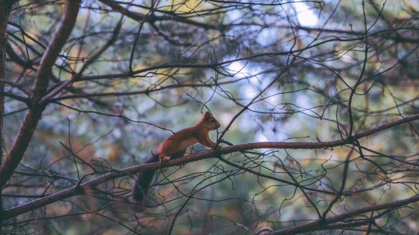 there is a red squirrel sitting in a tree