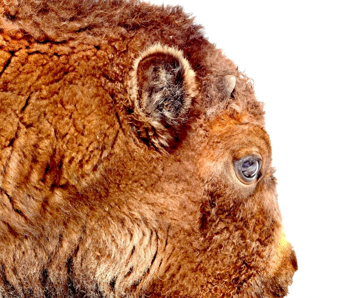 the close up of a big, gy buffalo's face