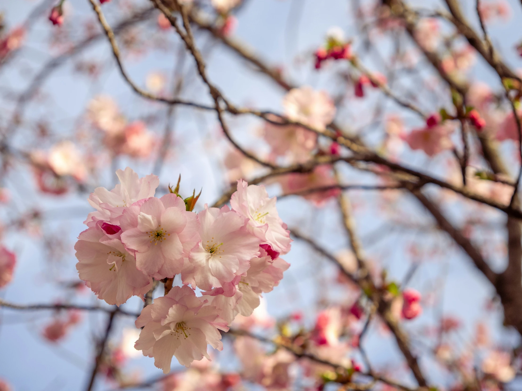 the blossoming nch of a pink blossomed tree