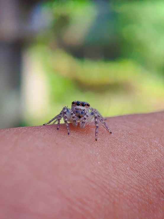 a small insect sits on the arm of someone's hand