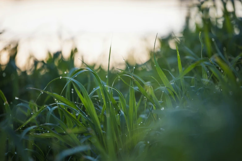 a view of the grass and water with a sunset in the background