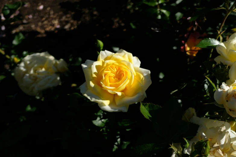 a close up of yellow and white roses