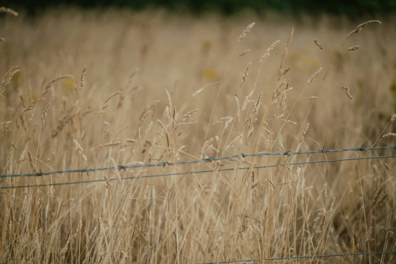 a fenced in grassy area behind a tall grass field