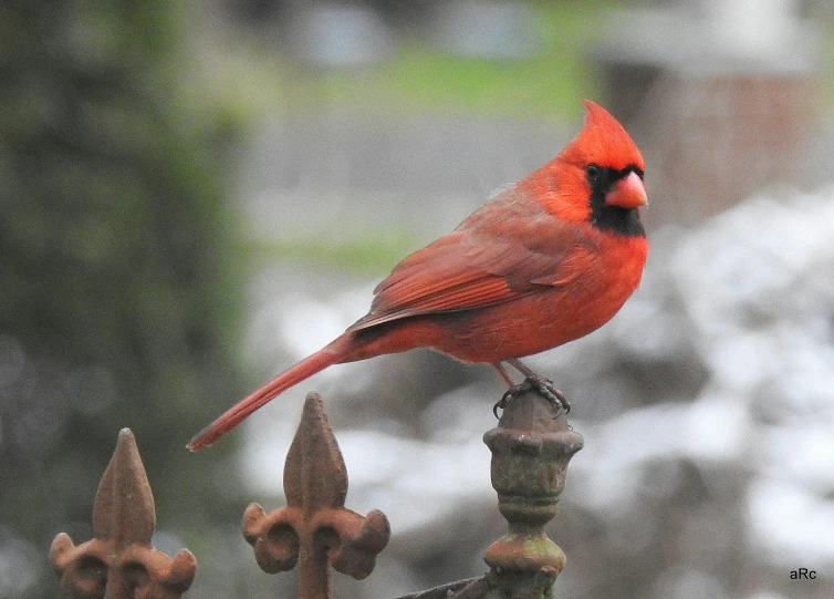 a red bird sitting on top of a fence post