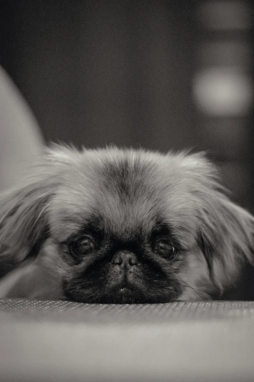 a dog laying its head down on a chair