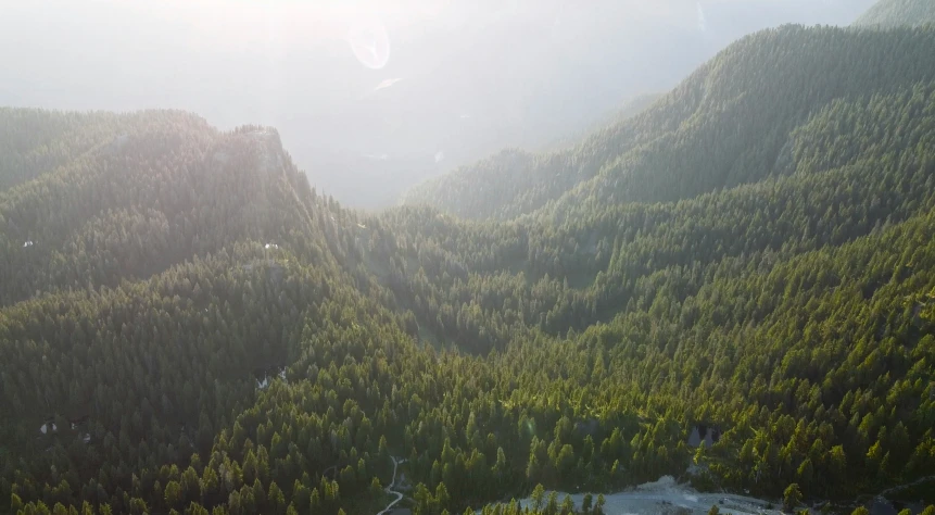 the green forest with trees on the side of a mountain