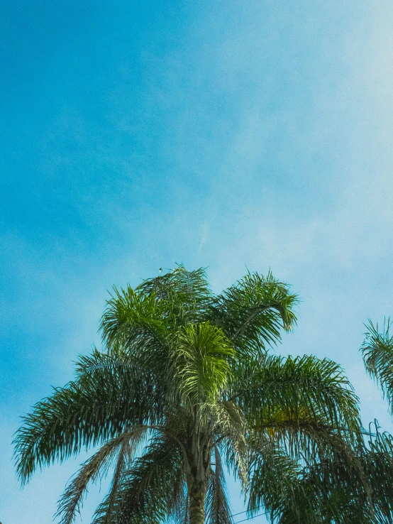 a green palm tree standing under a blue sky