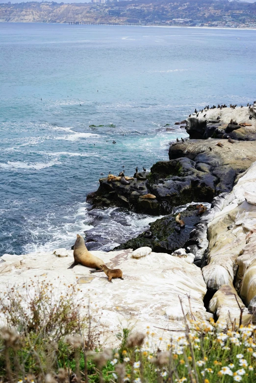 two sea lions sitting on the rocks overlooking the ocean