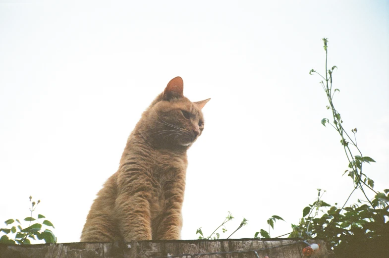 the cat is sitting outside near the nches