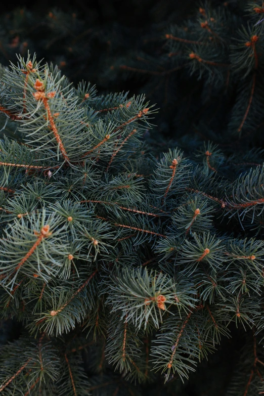 a pine tree nch with cones on it