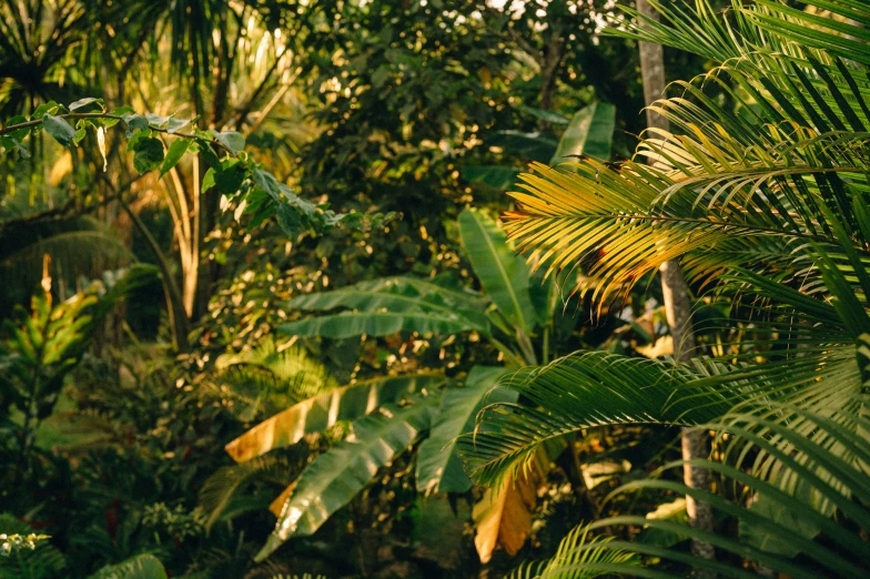 an image of the outside of a jungle setting