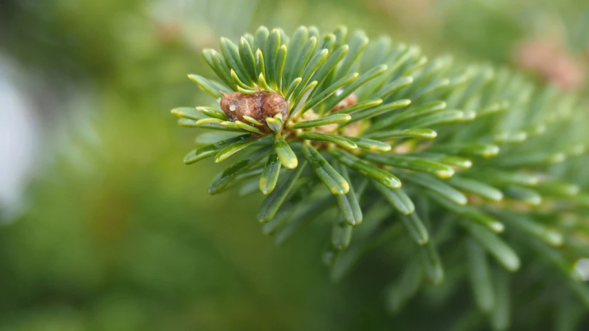 the top of a tree limb with green needles