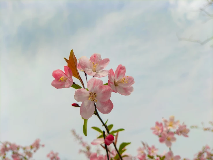 pink flowers against the blue sky and clouds