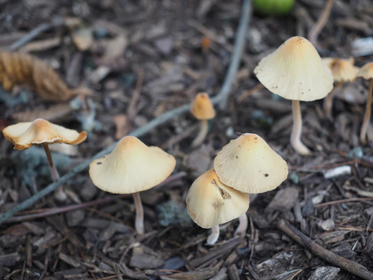 several little yellow mushrooms on the ground