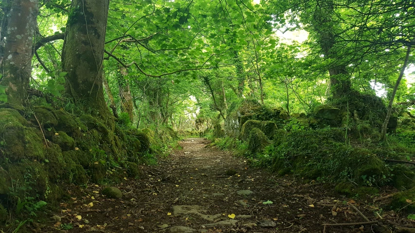 the path into a forest with no leaves on it