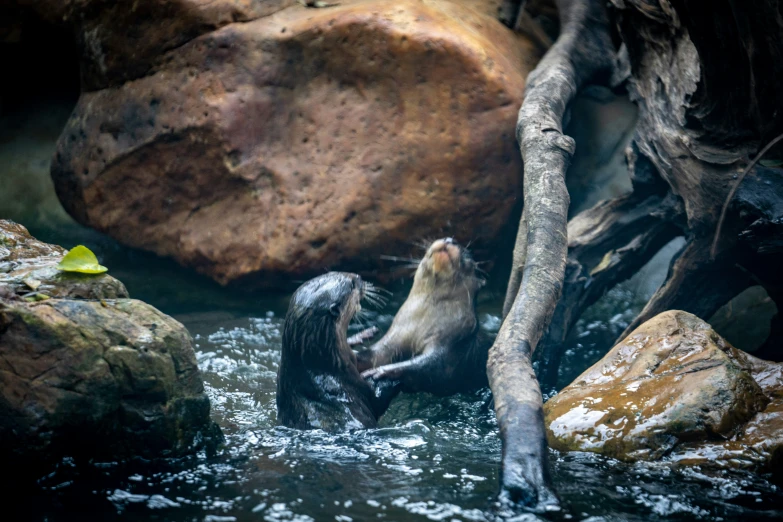there are two otters playing in the river