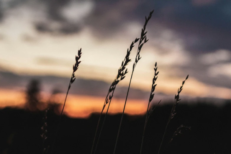 a group of tall grass next to the sky