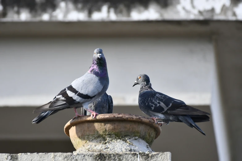 two pigeons sit on a water trough