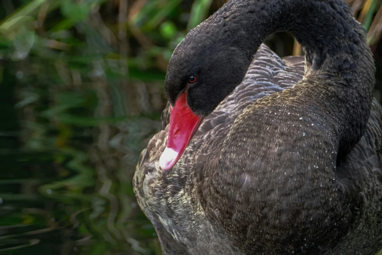 the black swan is showing its red beak