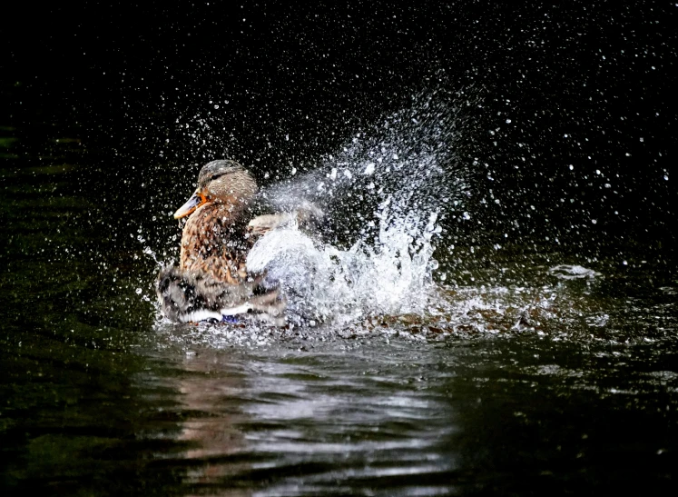 a bird in the water is landing on the rocks