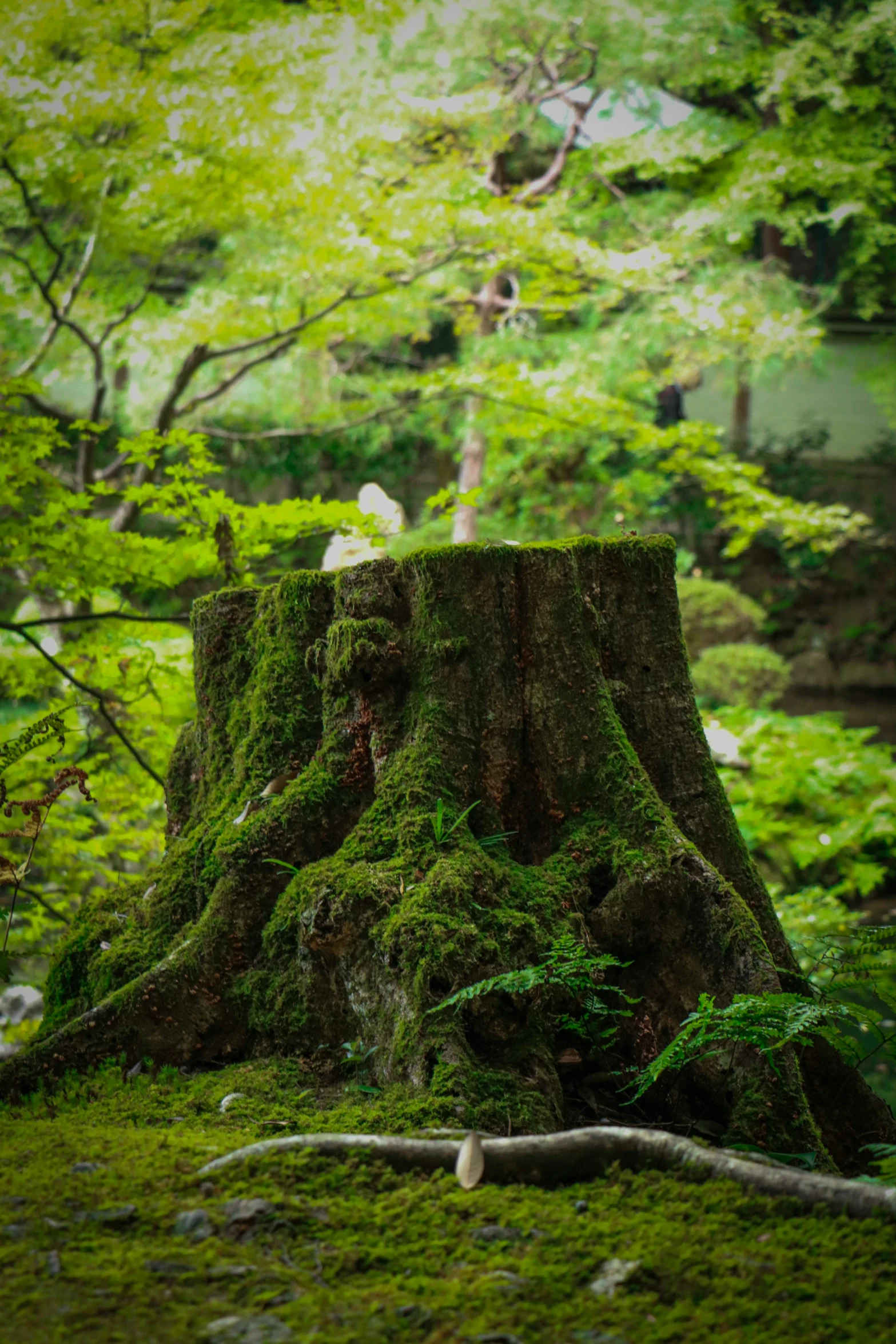 the stump of a tree with moss growing around it