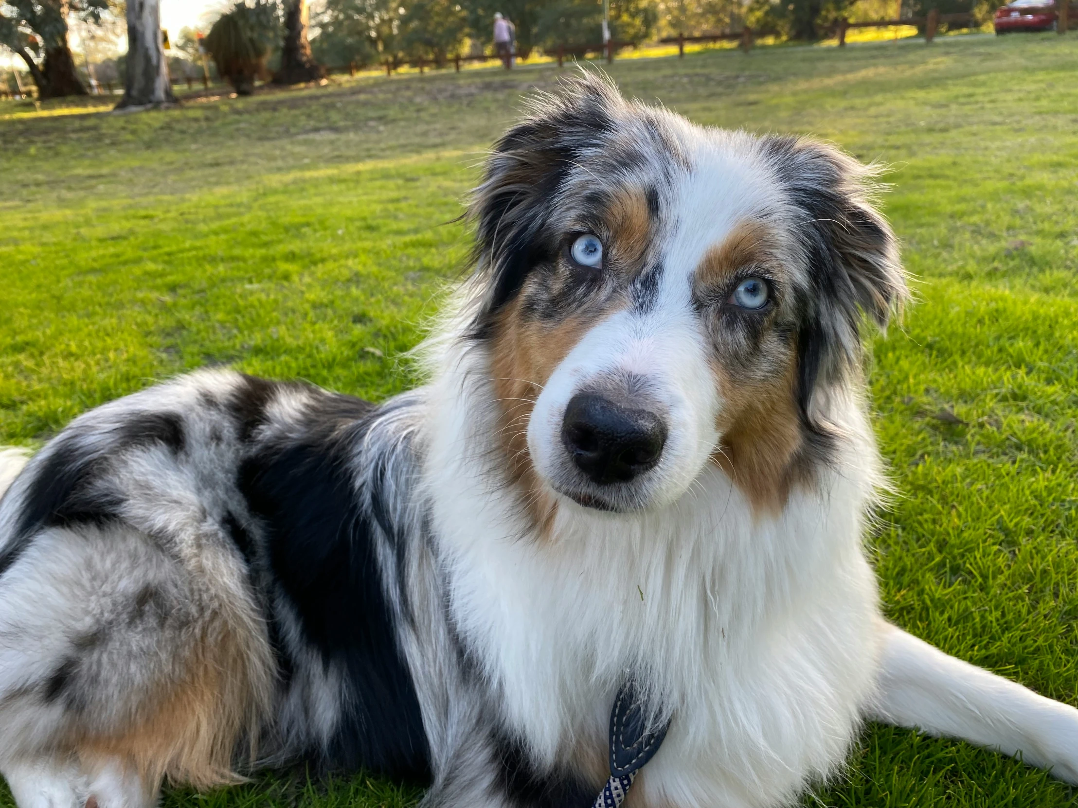 the dog is laying on the green grass outside