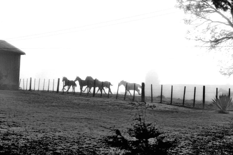 five horses running in a line behind a fence