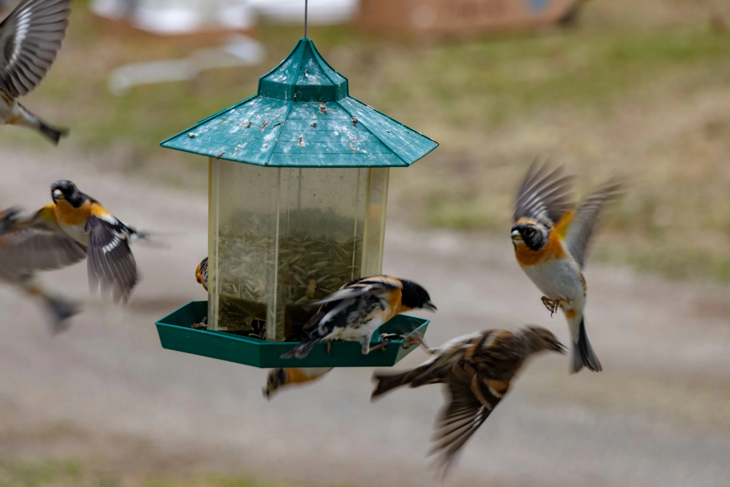 a bird feeder with a number of birds on it