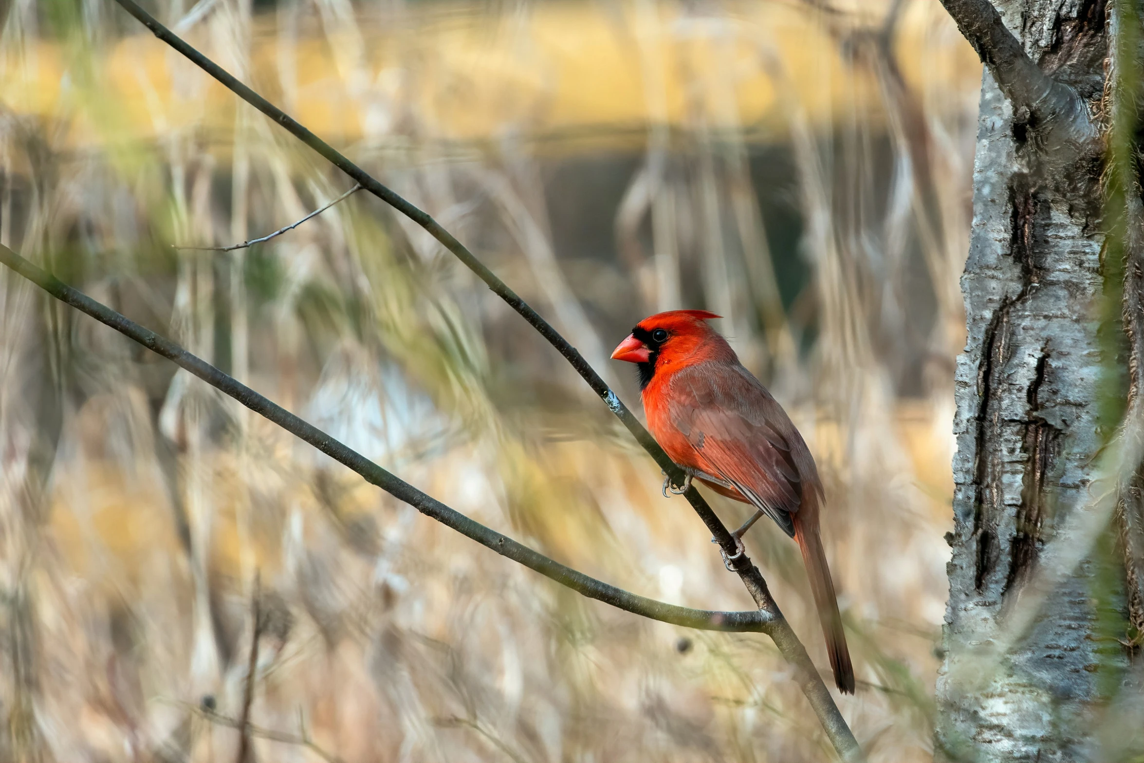 the bird is perched on a nch near a small tree