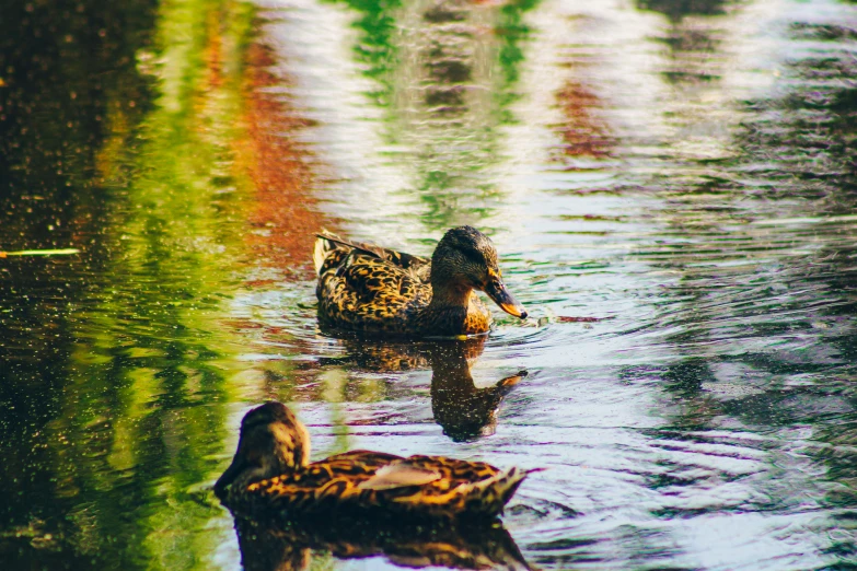 three ducks floating in the water on a sunny day