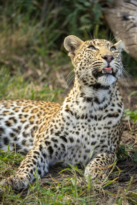 a leopard is laying down on the grass and some bushes