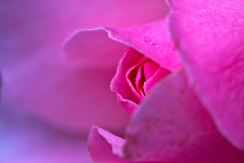 a purple rose bud is opened up with water droplets on it