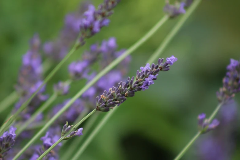 many purple flowers are growing in the grass