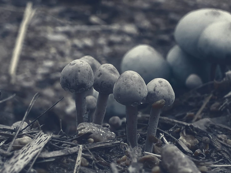 there are four different type of mushrooms growing on the ground
