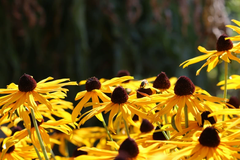 black - eyed susan daisies are seen in this picture