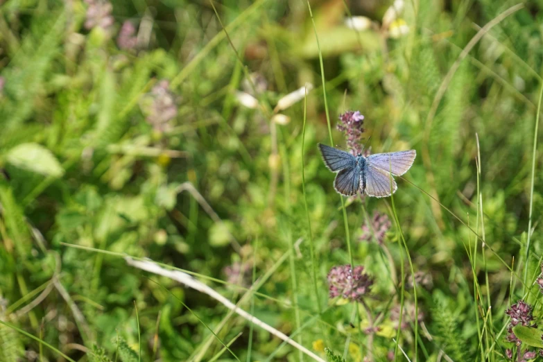 a small blue erfly on a plant in the wild