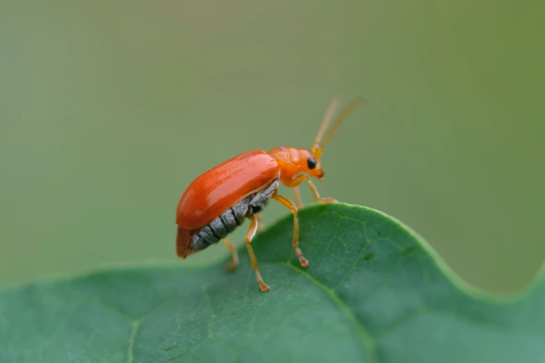 a insect with orange on it's body sits on a green leaf