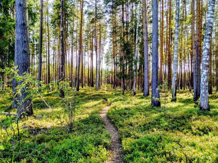 a path in the middle of some tall trees