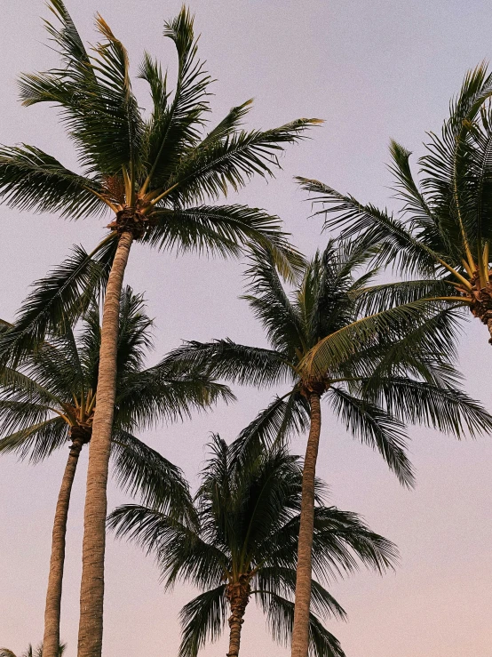 a group of palm trees are shown in the blue and pink sky