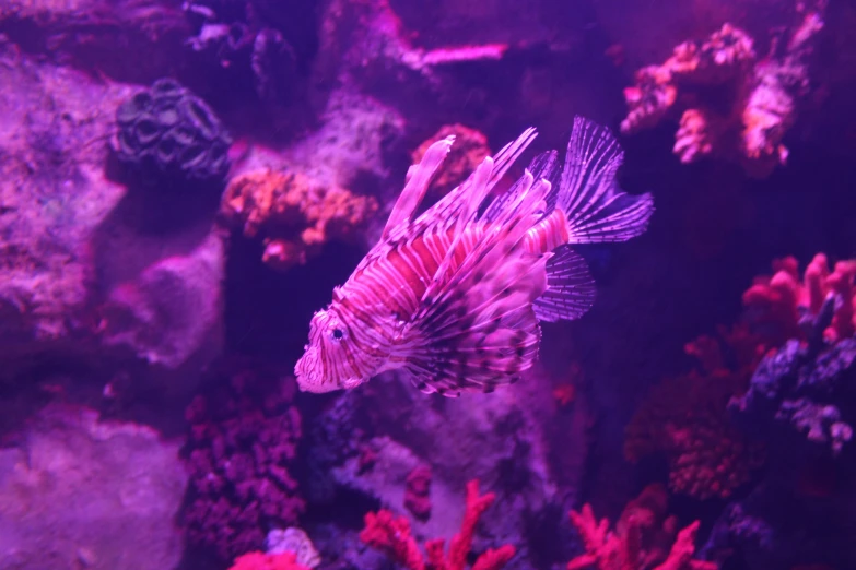 a small purple fish sitting on top of a coral