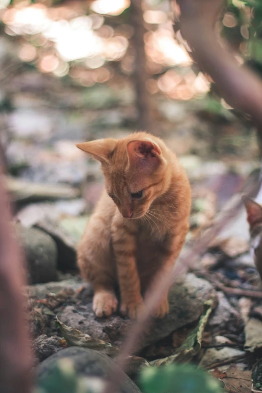 the young kitten is playing with the toy in the forest