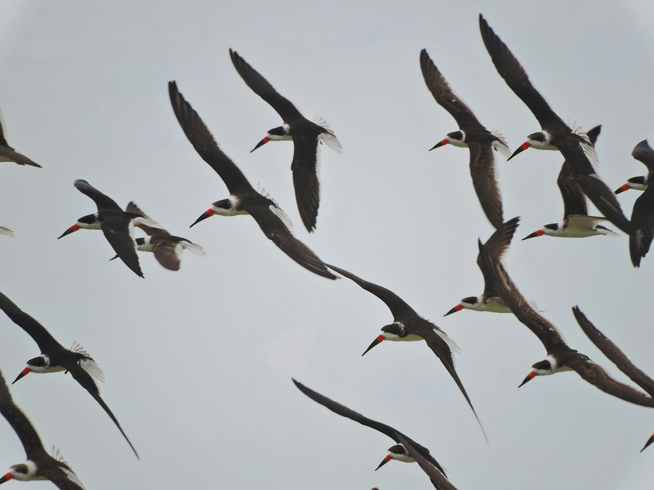 a group of birds flying in formation